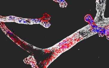 Cover image of Les mécanismes contrôlant l’identité cellulaire des cellules souches identifiés